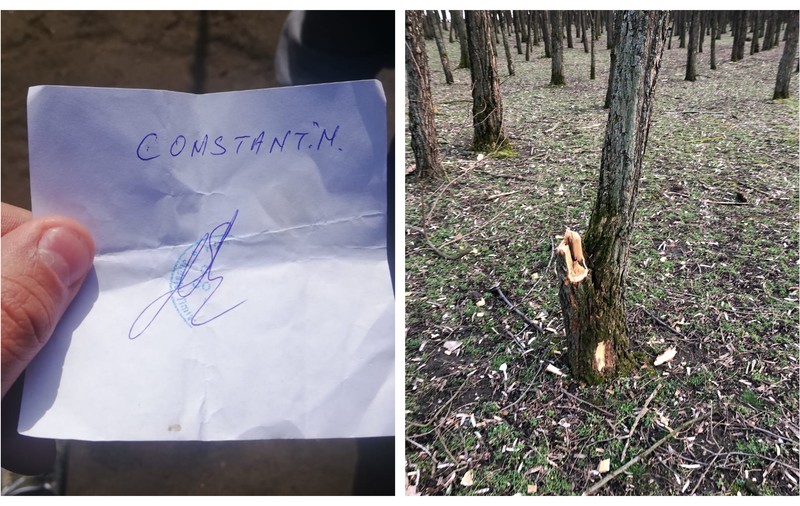 Lemne luate din pădure cu bon de la Primărie! Poliția a dat amenzi, primarul se apără: "A fost furtună, au căzut pomi, atacuri de campanie"