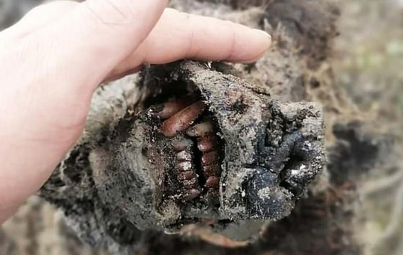 Primul urs de peșteră perfect conservat, găsit în Siberia de un crescător de reni. Animalul a trăit acum 39.000 de ani