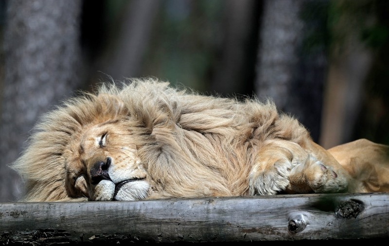 Alte șapte feline mari de la grădina zoologică din Bronx au fost testate pozitiv cu noul tip de coronavirus