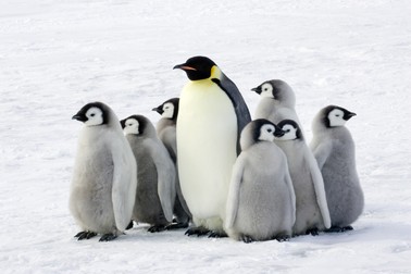 Păsări care nu zboară - pinguinul imperial