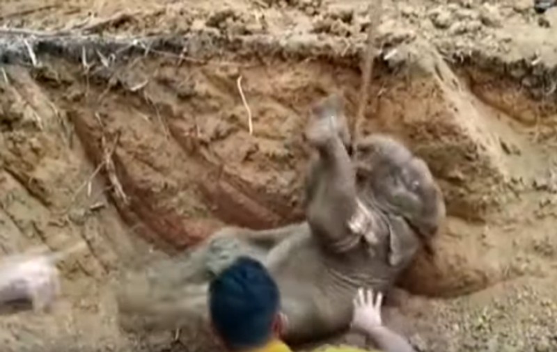 Un pui de elefant a fost salvat cu excavatorul din fântâna în care căzuse, în India