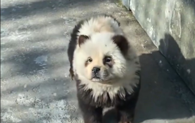 Mai mulți câini dintr-o grădină zoologică din China au fost vopsiți în alb și negru ca să fie prezentați drept urși panda. VIDEO
