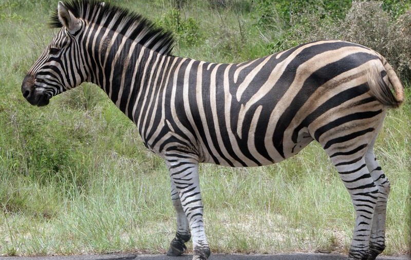 Merge cu zebra la bar
