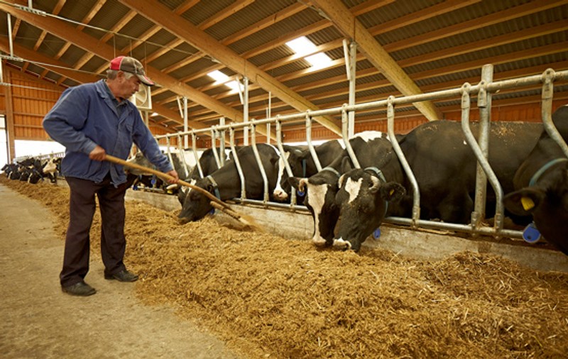 Zilierii din domeniul creșterii animalelor vor lucra 180 de zile, pe an; Președintele a promulgat legea