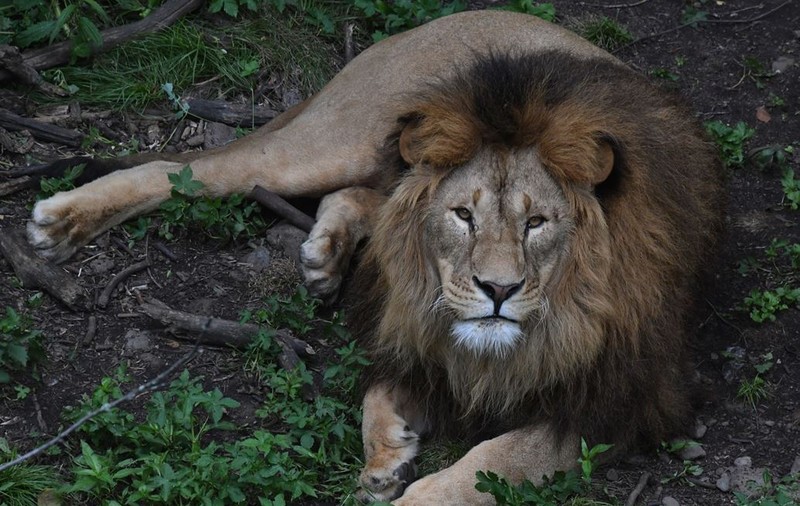 Un leu a stârnit panică în Nairobi, după ce a scăpat dintr-un parc natural din Kenya
