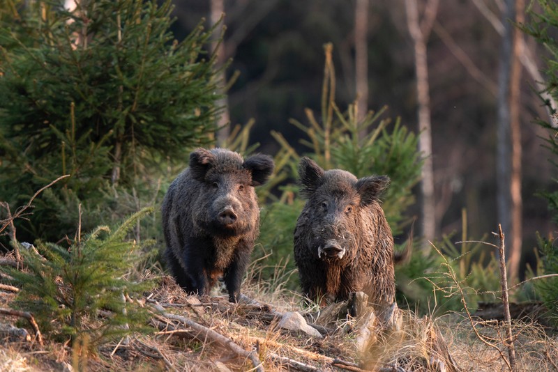 Animale sălbatice din România - porcul mistret