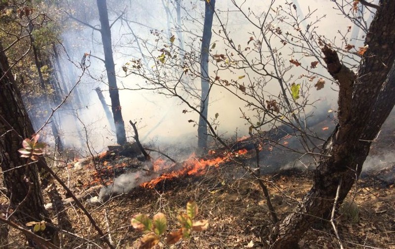 Incendiu de vegetație în Vrancea. Intervin zeci de pompieri, salvamontiști și ingineri silvici