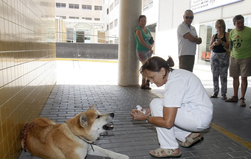 Un cățel a devenit vedetă în Spania. Animalul stă de o săptămână în fața unui spital