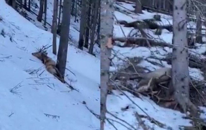 VIDEO  | Imagini revoltătoare în Suceava. Doi cerbi, împușcați de braconieri. Vânătorii, căutați de poliție