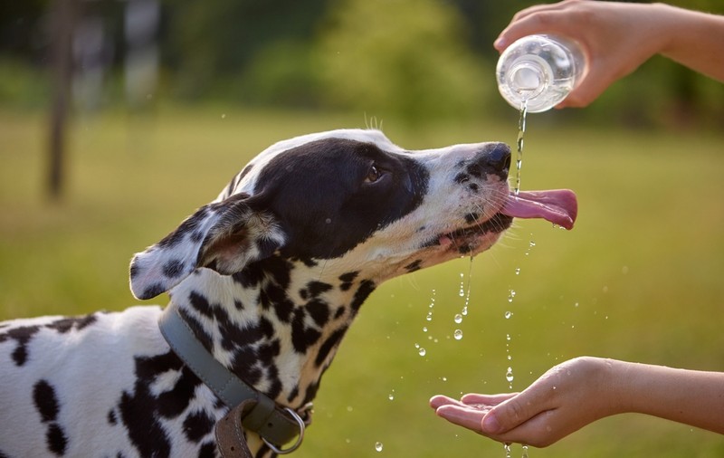 Cum ai grijă de animalul tău de companie pe caniculă