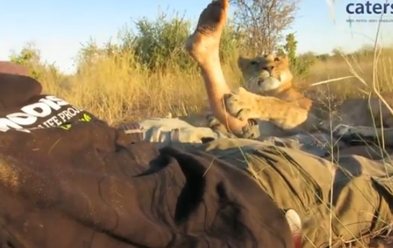 DOI BĂIEŢI FRUMOŞI TARE şi o LEOAICĂ fac SENZAŢIE PE INTERNET! JOACA FELINEI ÎŢI DĂ FIORI pe ŞIRA SPINĂRII! VIDEO