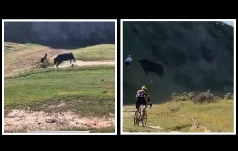 Cursă nebună. Accidente produse de taurii furioși la o competiție de ciclocros din SUA