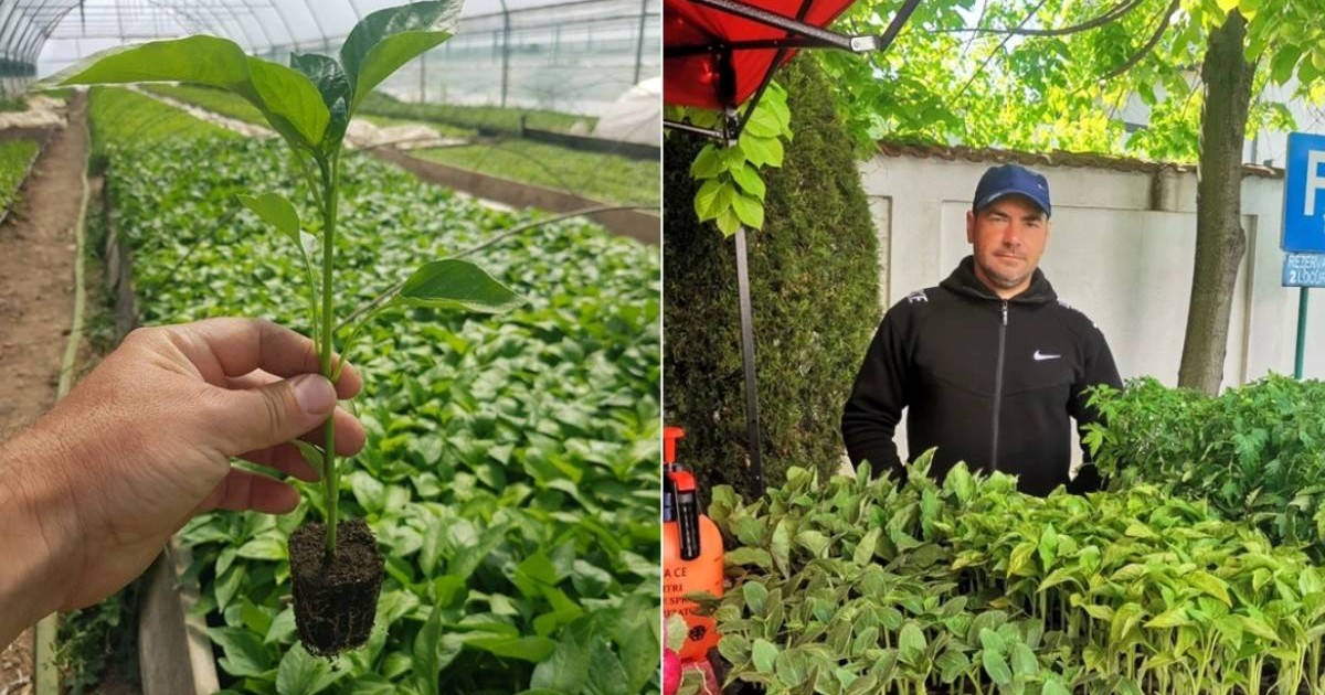 Colaj cu Liviu Moraru, fermier din Olt care s-a intors in Romania din Anglia, ca sa faca agricultura