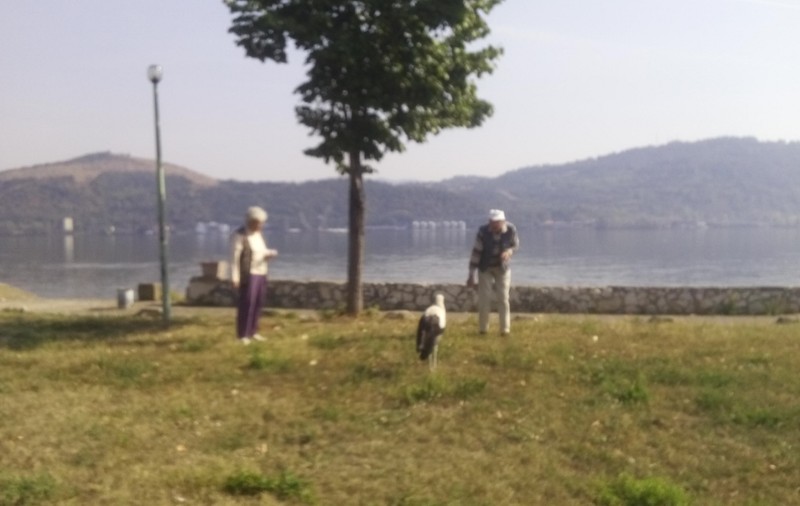 O barză s-a rătăcit în parcul din Orşova GALERIE FOTO