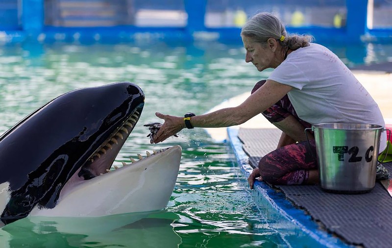 După 50 de ani de captivitate, orca Lolita a murit, chiar înainte de a fi eliberată în Pacific. VIDEO