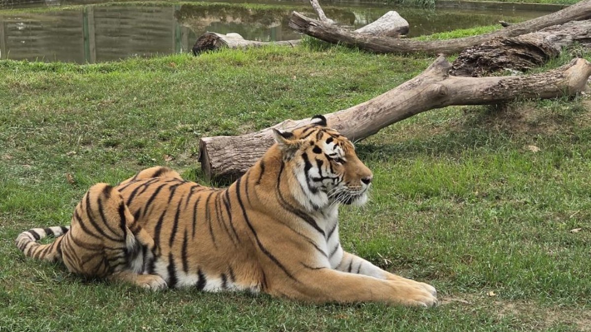 Imaginea prezintă un tigru mare, cu blana portocaliu-roșiatică și dungi negre, care stă întins pe iarbă verde, uitându-se spre dreapta. Animalul se află într-un spațiu de la Grădina Zoologică, cu câteva bușteni de lemn în spatele său și o zonă de apă la distanță.
