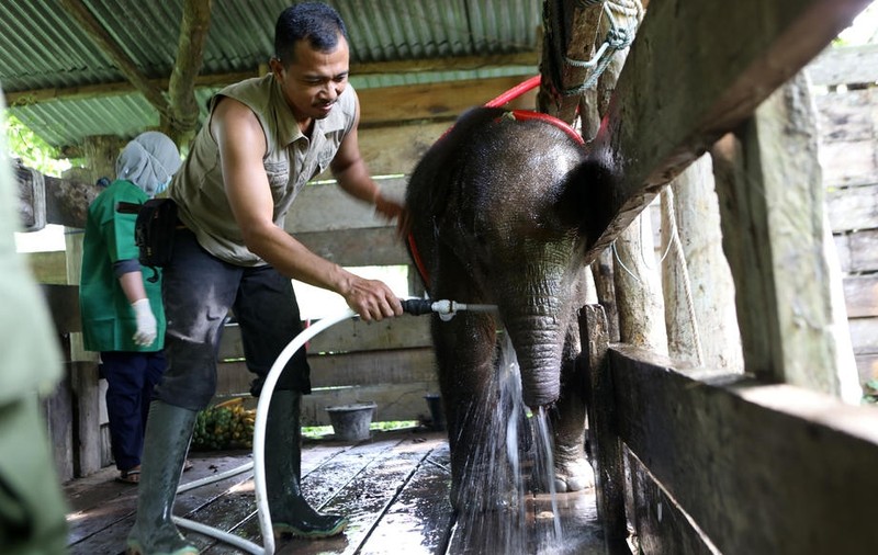 Braconierii au mutilat un pui de elefant dintr-o specie pe cale de dispariție, în Indonezia. Animalul a fost salvat în ultima clipă