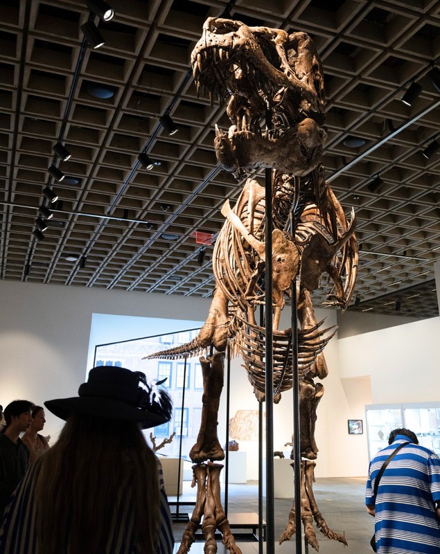 „Gus” este cel mai scump dinozaur din lume: suma-record cu care s-a vândut un T-Rex uriaș de 67 de milioane de ani, în SUA | VIDEO