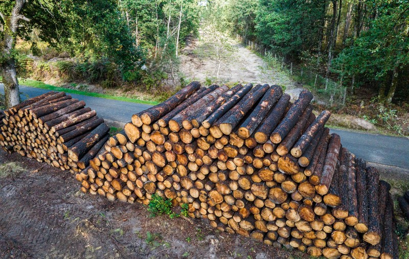 UE vrea să utilizeze sateliți pentru a monitoriza amenințările la adresa pădurilor, precum schimbările climatice și tăierile ilegale de copaci