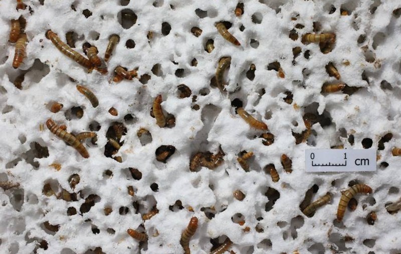 O specie nouă de „superviermi” care mănâncă plastic ar putea revoluționa reciclarea