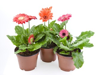 Gerbera în ghiveci