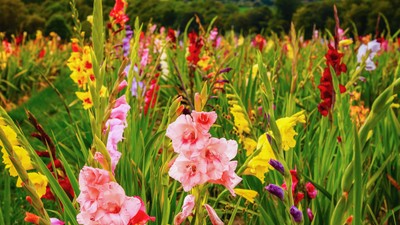 Gladiole plantare și îngrijire. Cum sa ai cele mai frumoase flori