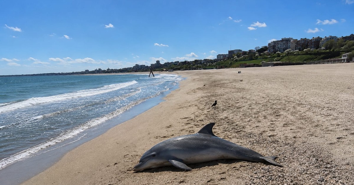 Un delfin viu eșuat pe plajă