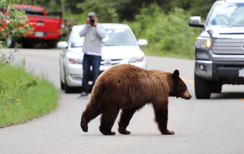 Un urs a intrat în curtea Mănăstirii Sinaia, turiștii speriați au alertat Jandarmeria