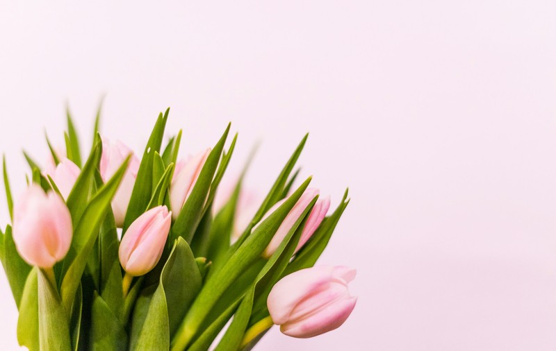 Limbajul și simbolismul florilor: semnificația florilor de primăvară