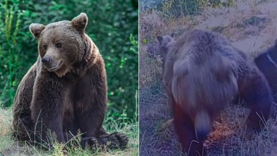 Colaj ursoaica Transfagarasan