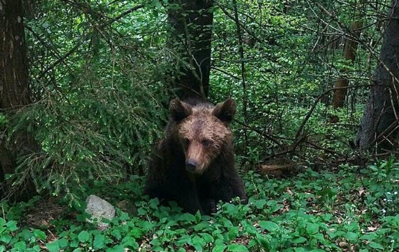 UPDARE/ Ursul Şoni de la Lacul Sf. Ana, care a rănit o turistă ce voia să-și facă selfie, a fost prins şi va ajunge la rezervaţia de la Zărneşti