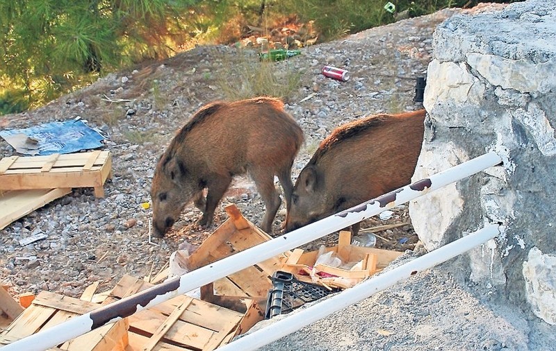 Noi avem urşi, dar turcii au mistreţi-gunoieri! FOTO
