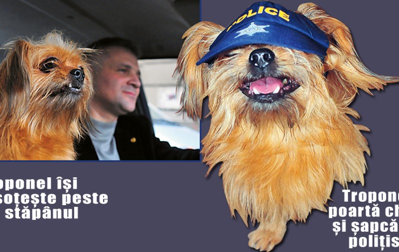 Ăsta da "câine poliţist"