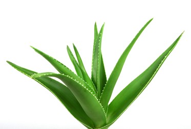 Planta de aloe vera