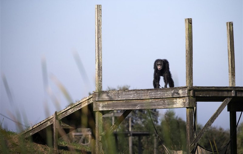 Trei cimpanzei scăpați de la o grădină zoologică din Suedia, împușcați mortal de autorități