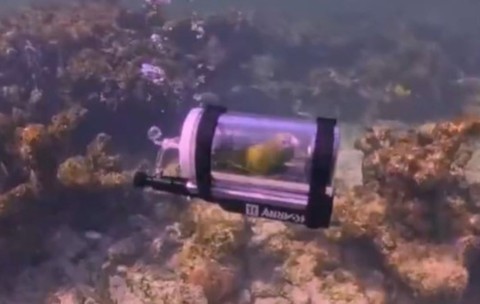 Momentul în care un papagal ajunge sub apele Oceanului Atlantic, într-un submarin făcut special pe dimensiunile lui: „Ar prefera asta decât să stea în colivie”