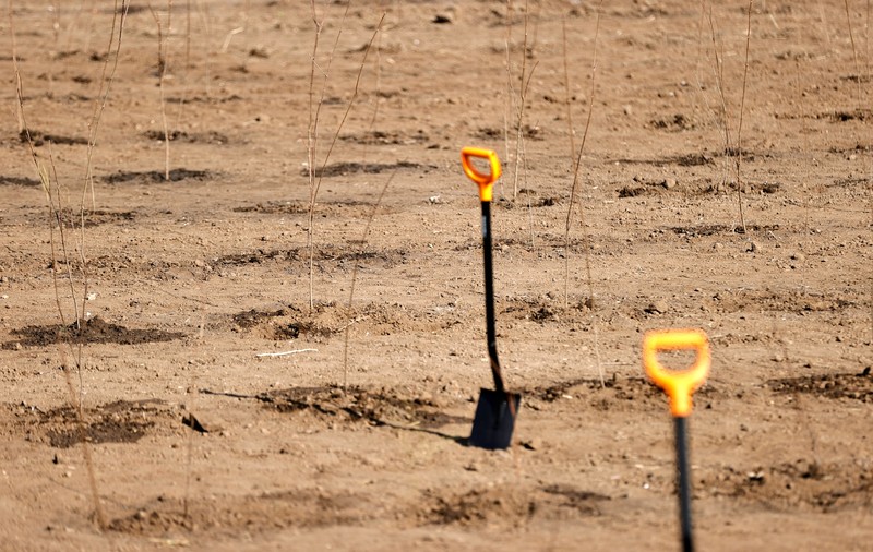Centura Verde București-Ilfov: primele plantări de puieți făcute în Bragadiru, Cernica și Brănești pe 3,5 hectare