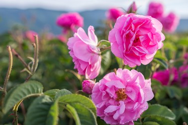 Rosa damascena sau Trandafirul de Damasc , ideal pentru sirop de trandafir