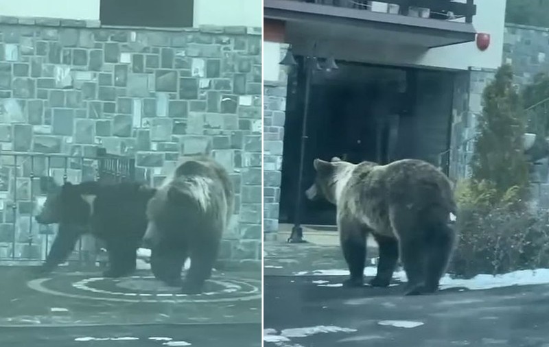 Urși filmați la intrarea într-un hotel din Sinaia. Turistă: „Iubim animalele, dar nu vrem să fim hrana lor”