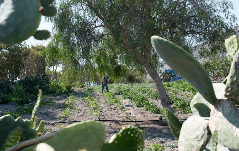 Fermierul care păstrează vie tradiția și aromele din Santorini: „Cel mai important sfat pe care l-am primit a fost să observ pământul”