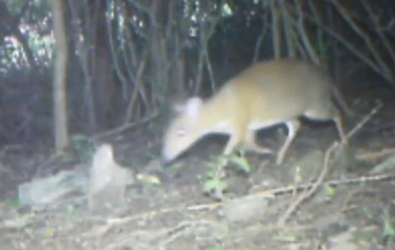 O specie de mamifere considerată dispărută de 25 de ani, fotografiată în Vietnam