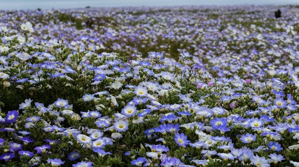 El Niño transformă deșertul Atacama într-un covor uriaș de flori: 15.000 de hectare vor înflori până în octombrie. Sursă foto: Getty Images