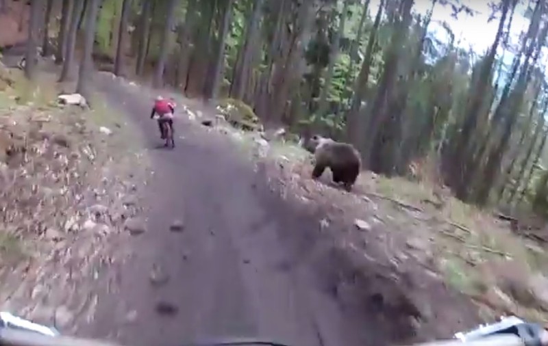 Un urs a speriat de moarte doi cicliști. Jivina a ieșit în calea rutierilor și i-a alergat | VIDEO