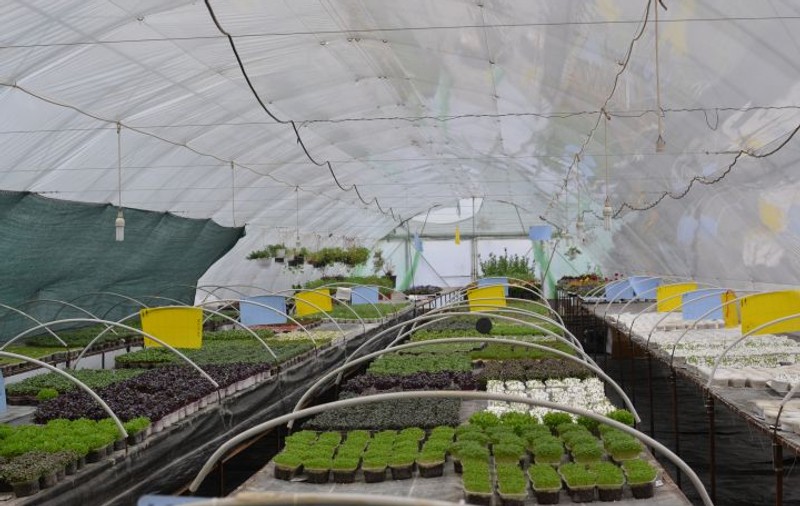 Culmea agriculturii! Câștigă mai mulți bani pentru că produce legume mici!
