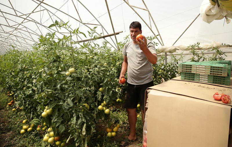 REPORTAJ. Bătălia pentru roșia românească se dă în vămi. Apelul unui fermier din Olt: „Opriți importurile! Producem destule tomate să dăm și la alții!”