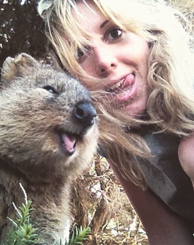 Pasagerii unei nave de croazieră, băgați în carantină cu quokka, supranumite cele mai fericite animale din lume