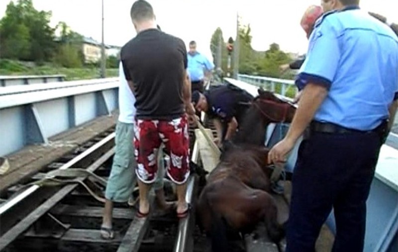 Pompierii au salvat un căluţ blocat pe şinele de tren | FOTO