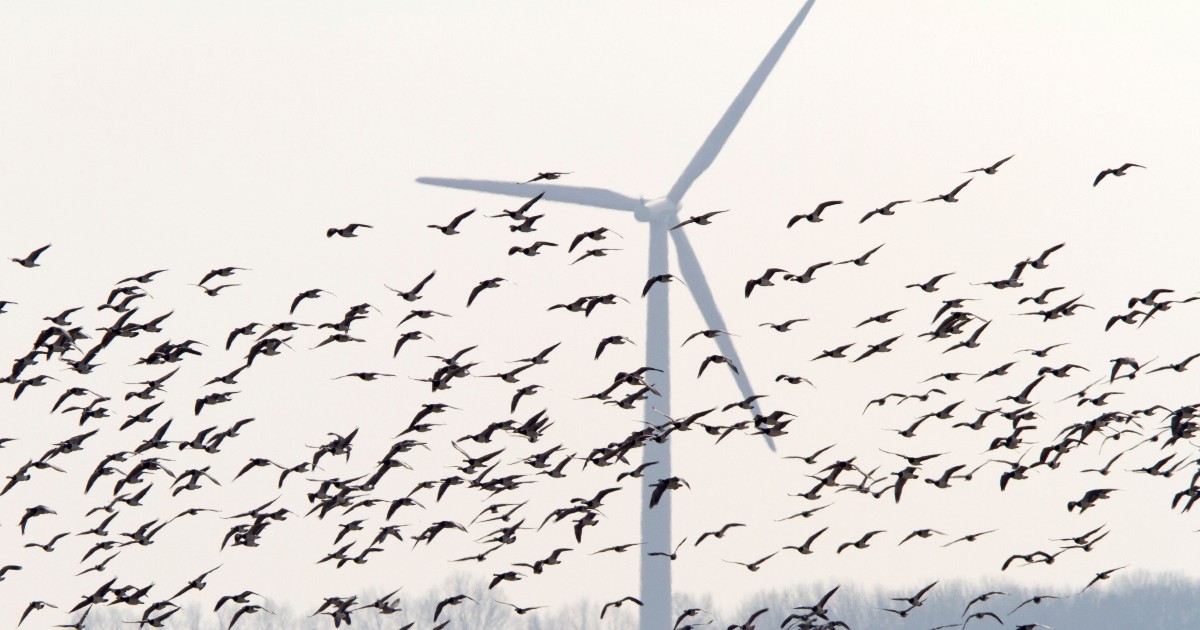 Păsări în jurul unei turbine eoliene