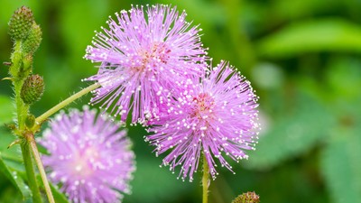 Mimoza - plantare, ingrijire, curiozitati