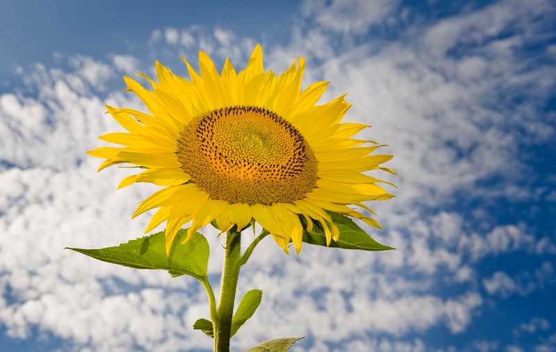 PROGNOZA METEO | Cum va fi VREMEA sâmbătă şi duminică